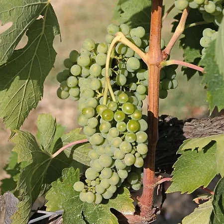 La Torre In Chianti Apartman Siena