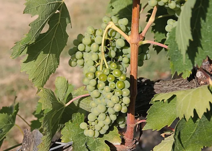 La Torre In Chianti アパート シエーナ